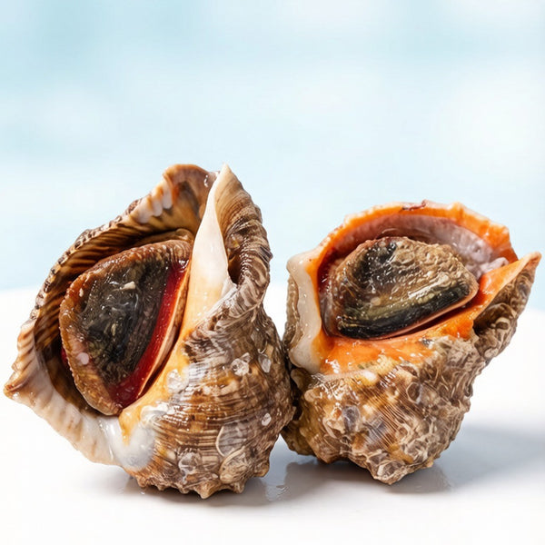 Giant Sea Whelk